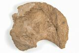 Fossil Mosasaur (Platecarpus) Scapula - Kansas #197657-1